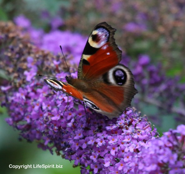 Peacock Butterfly, Nature, Wildlife Photography, Life Spirit, Mark Conway