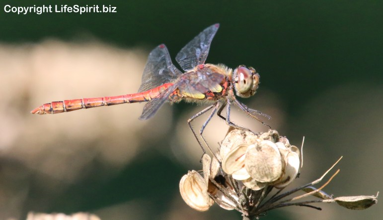 Dragonfly, East Yorkshire, Nature, Wildlife Photography, Life Spirit, Mark Conway