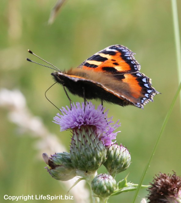 Peacock Butterfly, Insects, Nature, Wildlife Photography, Life Spirit, Mark Conway
