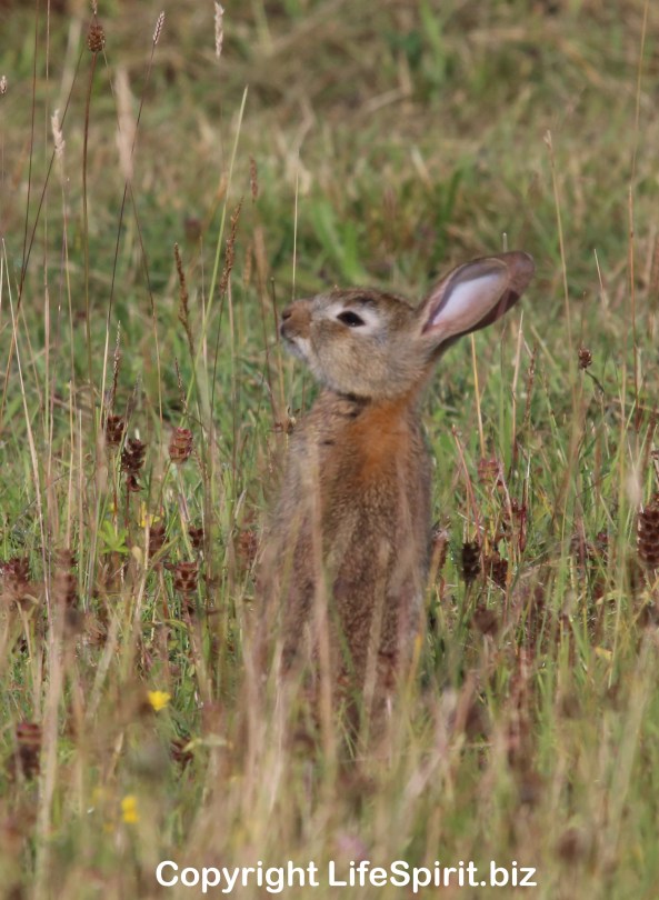Rabbit, Nature, Wildlife, Photography, Mark Conway, Life Spirit