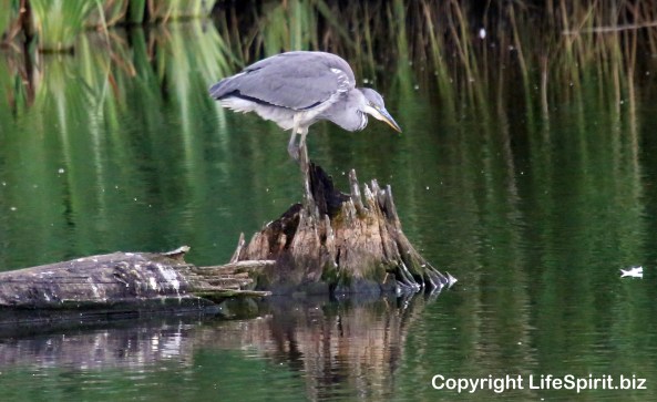 Heron, Birds, nature, Mark Conway, Life Spirit