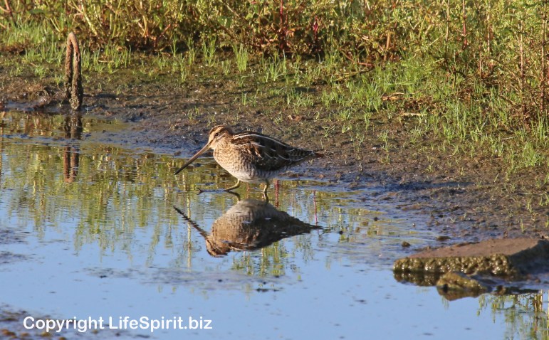 Snipe, Birds, East Yorkshire, Life Spirit, Mark Conway, Nature