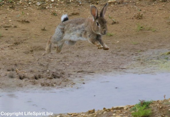Rabbit, Nature, Wildlife Photography, Life Spirit, Mark Conway