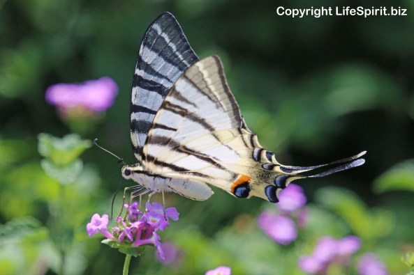 Swallowtail Butterfly, Nature, Wildlife Photography, Photography, Mark Conway, Life Spirit