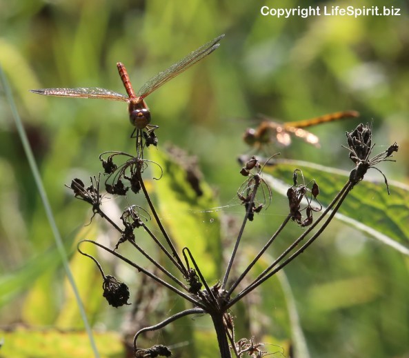 Dragonfly, East Yorkshire, Mark Conway, nature, Wildlife Photography, Life Spirit