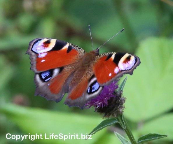 Peacock Butterfly, nature, Wildlife Photography, Life Spirit, Mark Conway