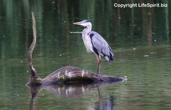 Heron, Birds, Nature, Wildlife Photography, Mark Conway, Life Spirit