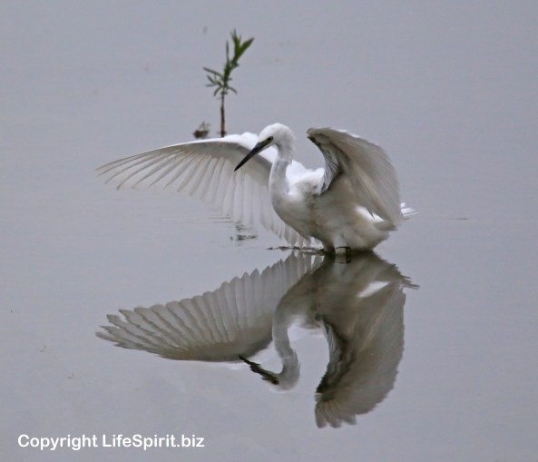 Egret, Birds, Nature, West Yorkshire, Mark Conway, Life Spirit