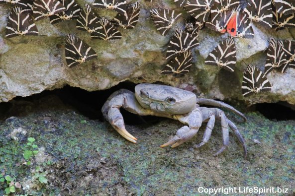 Freshwater Crab, Moth, Butterfly, Jersey Hawk Moth, Rhodes, Valley of Butterflies, Rhodes, Greece, Life Spirit, Mark Conway, Nature, Wildlife