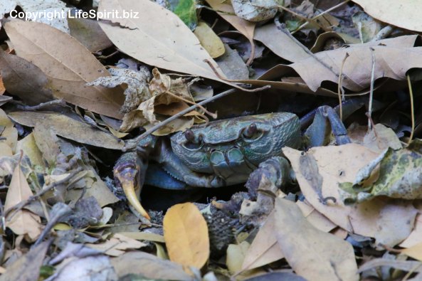 Freshwater Crab, Rhodes, Greece, Nature, Wildlife Photography, Life Spirit, Mark Conway
