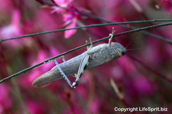 Insects, Cricket, Wildlife, Nature, Life Spirit, Mark Conway, Greece, Rhodes