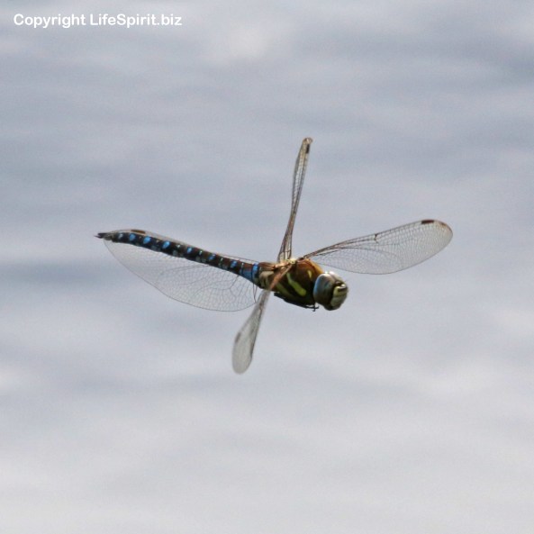 Dragonfly, East Yorkshire, Insects, Nature, Mark Conway, Life Spirit