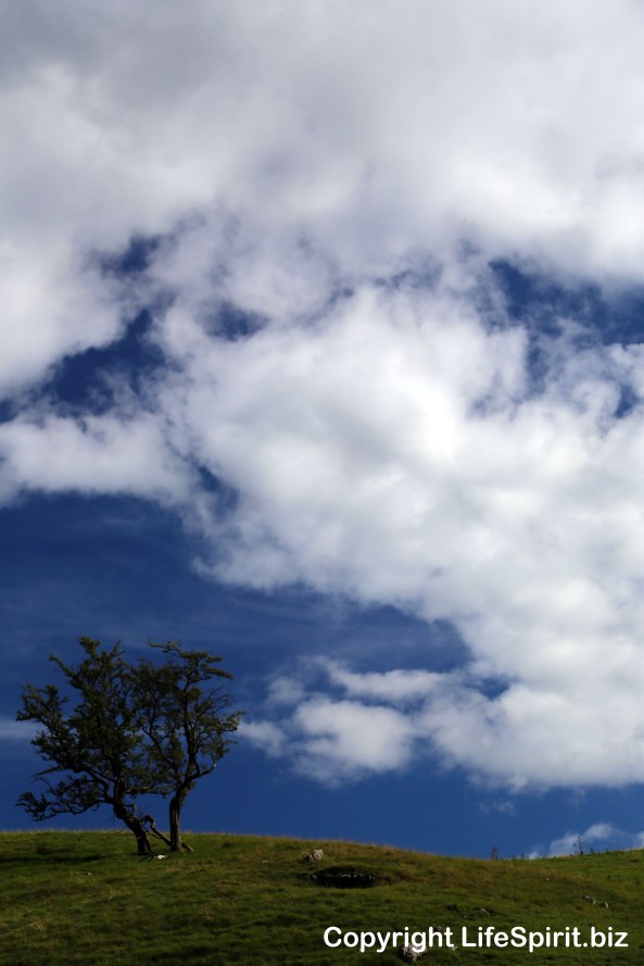 Tree, Yorkshire, Yorkshire Dales, Landscape Photography, Mark Conway, life Spirit, Nature