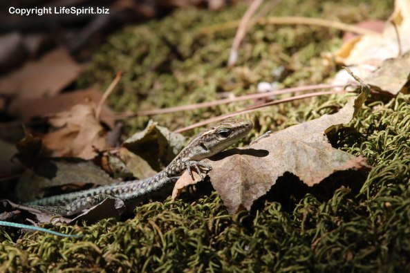 Lizard, Rhodes, Greece, Wildlife Photography, Nature, Life Spirit, Mark Conway