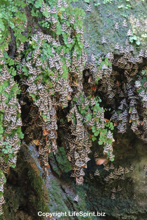 Jersey Hawk Moth, Butterfly, Nature, Wildlife, Greece, Rhodes, Mark Conway, Life Spirit