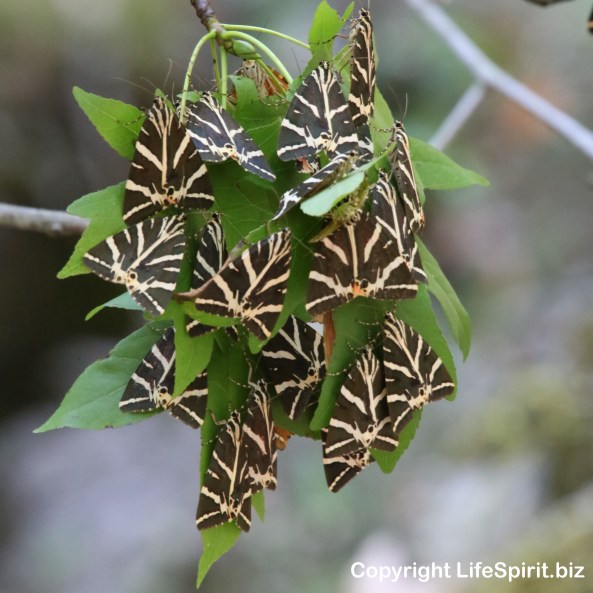 Jersey Hawk Moth, Rhodes, Greece, Nature, Wildlife, Butterfly, Mark Conway Life Spirit