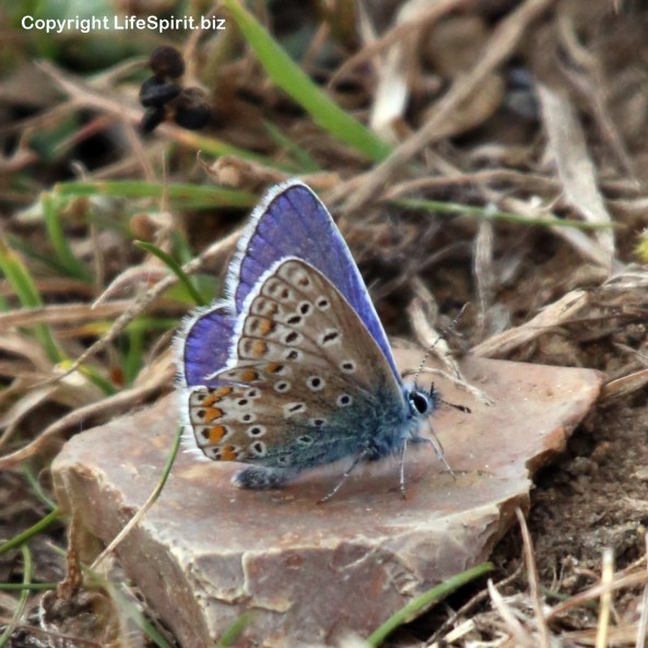 Silver-studded Blue, Insects, Butterfly, Mark Conway, Life Spirit