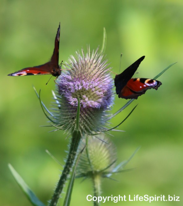 Peacock Butterfly, Nature, Wildlife Photography, East Yorkshire, Mark Conway, Life Spirit