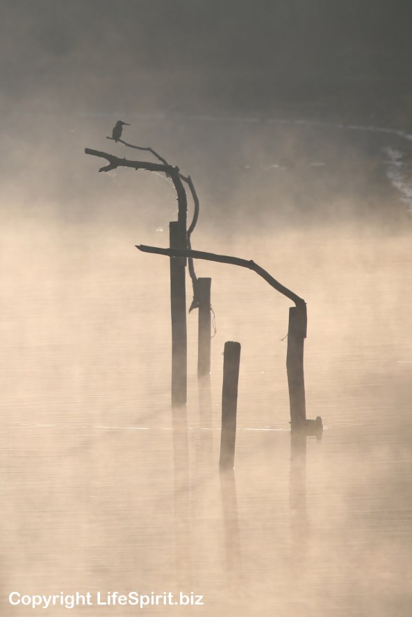 Kingfisher, East Yorkshire, Yorkshire Wildlife Trust, Nature, Birds, East Yorkshire, Life Spirit, Mark Conway