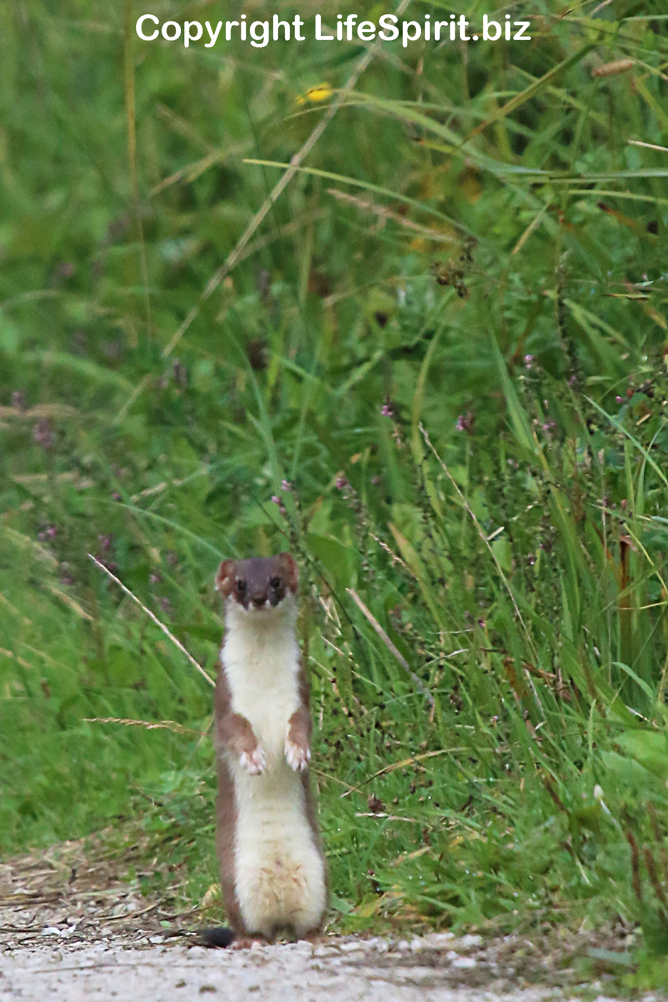 Stoatem Pole | Life Spirit by Mark Conway