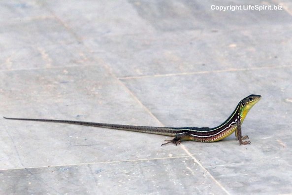 Lizard, Rhodes, Greece, Reptiles, Rhodes, Greece, Nature, Wildlife Photography, Life Spirit, Mark Conway