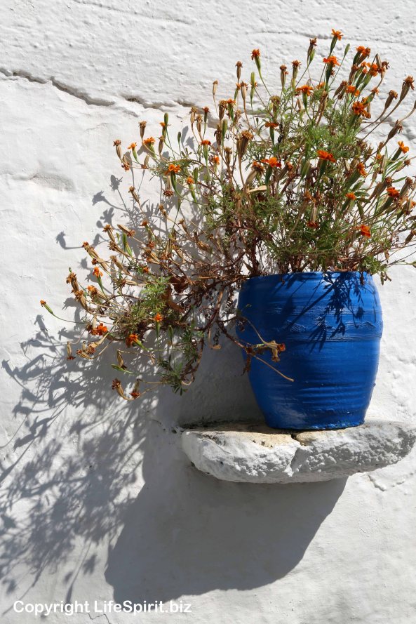 Rhodes, Greece, Flower, Mark Conway, Life Spirit, Nature