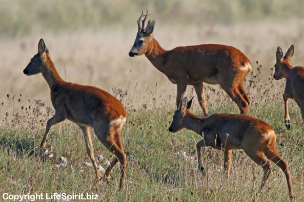 Roe Deer, Spurn Point, East Yorkshire, Nature, Wildlife Photography, Life Spirit, Mark Conway