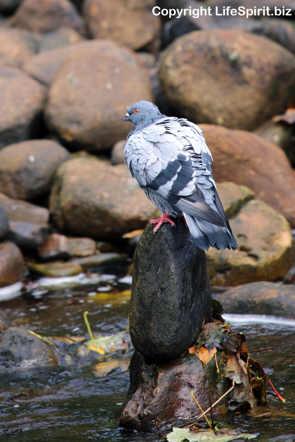 Pigeon, Nature, Wildlife, Photography, Mark Conway, Life Spirit