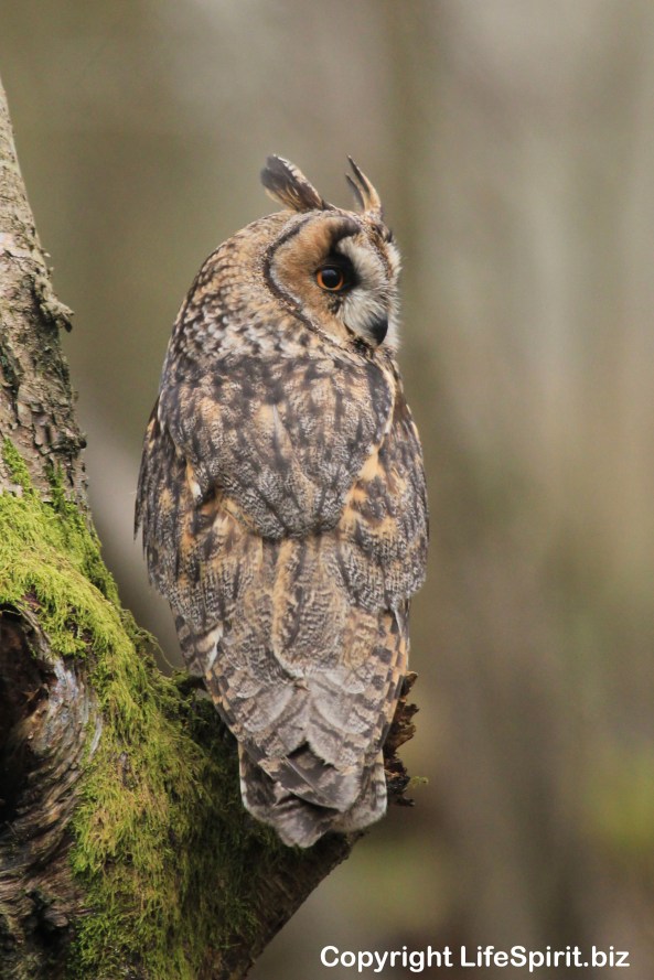 Long-eared Owl, Nature, birds of prey, Mark Conway, Life Spirit