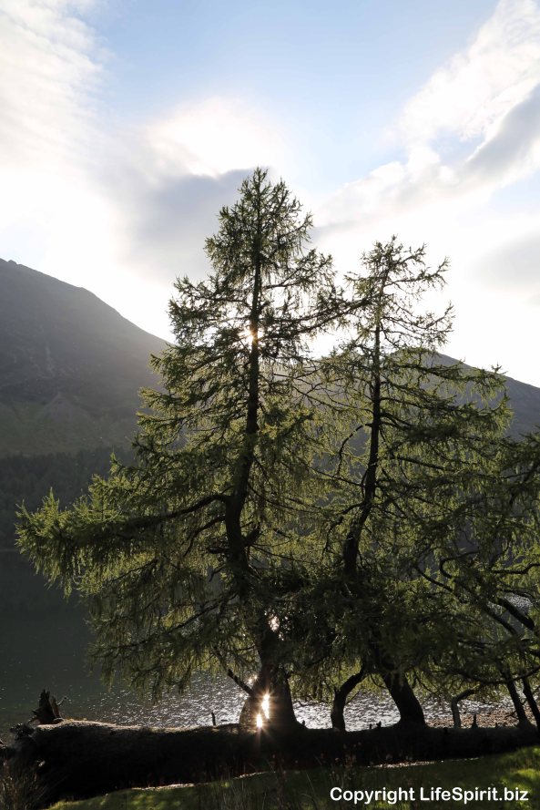 Tree, Buttermere, Lake District, Mark Conway, Life Spirit