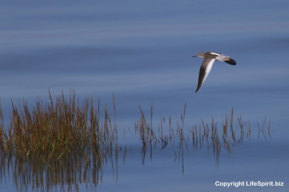 Redshank, Spurn Point, Birds, Wildlife Photography, Nature, Mark Conway, Life Spirit