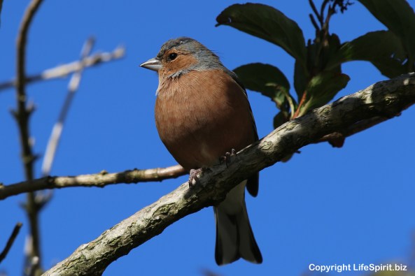Chaffinch, Birds, nature, Wildlife Photography, Mark Conway, Life Spirit
