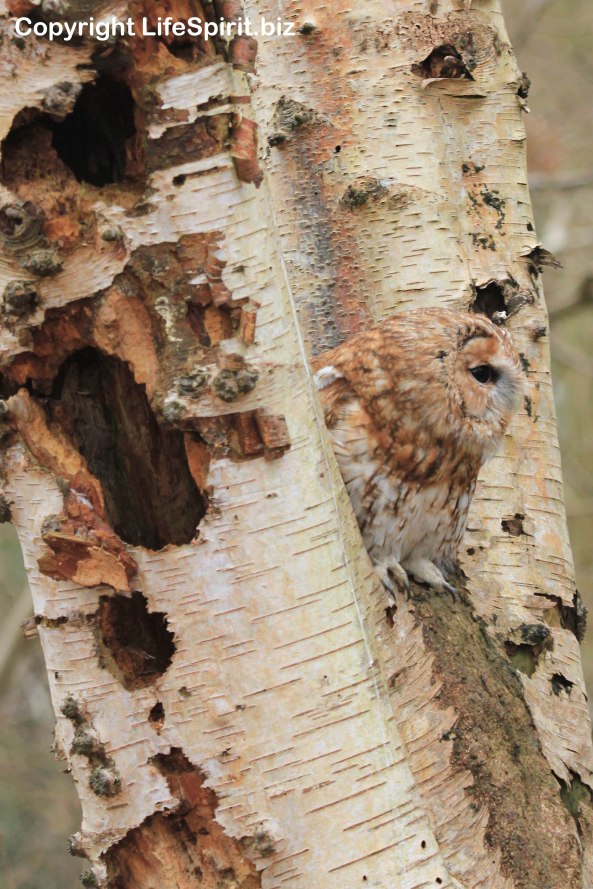 Tawny Owl, Surrey, Bird of Prey, Nature, Wildlife Photography, Mark Conway, Life Spirit