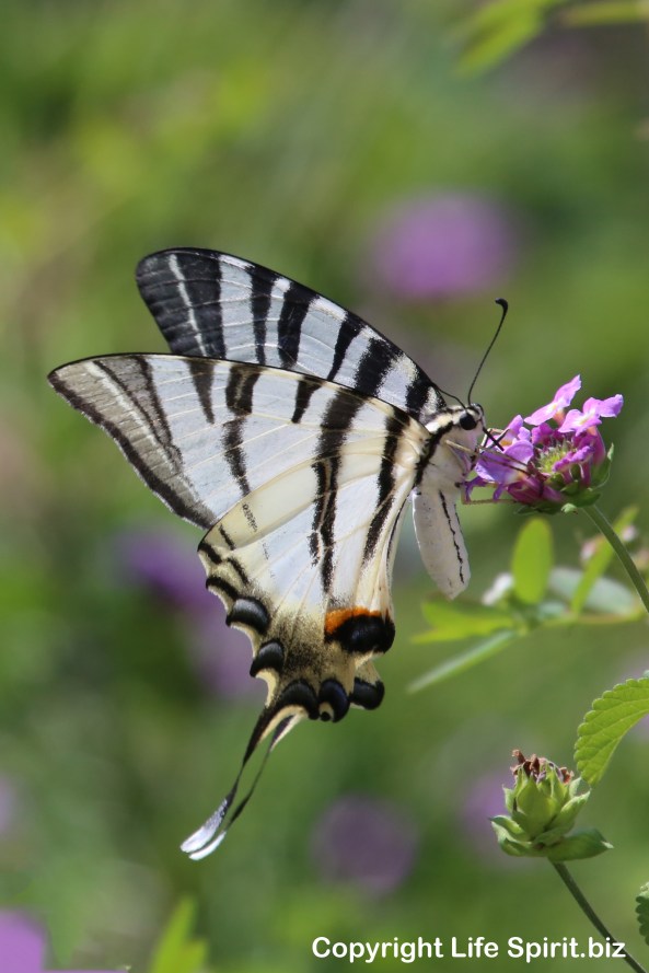 Swallow-tail Butterfly, Rhodes, Greece, Nature, Wildlife Photography, Life Spirit, Mark Conway 