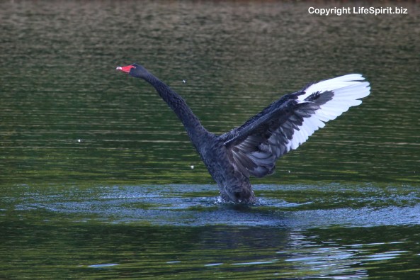 Black Swan, East Yorkshire, Nature, Birds, Mark Conway, Life Spirit