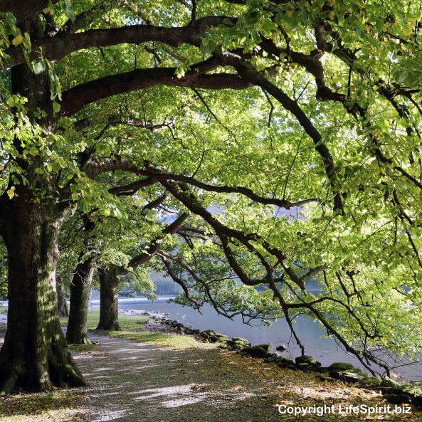 Trees, Landscapes, Buttermere, lake District, Cumbria, Photography, Mark Conway, Life Spirit