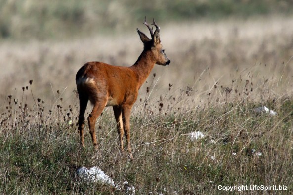 Roe Deer, Buck, Spurn Point, Life Spirit, Mark Conway, Wildlife Photography