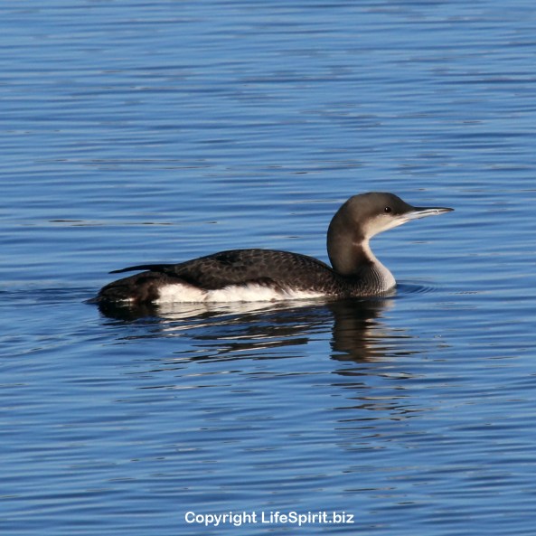 Great Northern Loon, Birds, Nature, Photography, Wildlife, East Yorkshire, mark Conway, Life Spirit