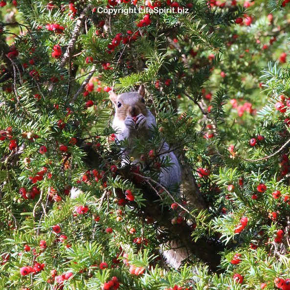 Squirrel, York, Nature, Mammals, Mark Conway, Life Spirit, Nature, Wildlife Photography