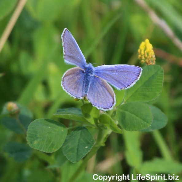 Small Blue, Butterfly, East Yorkshire, Nature, Wildlife Photography, Mark Conway, Life Spirit
