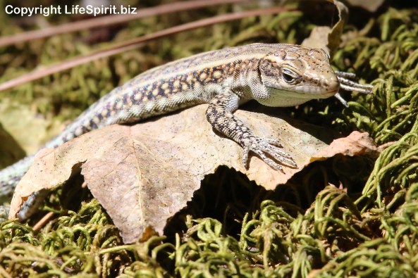 Lizard, Rhodes, Greece, Nature, Wildlife, Photography, life Spirit, Mark Conway