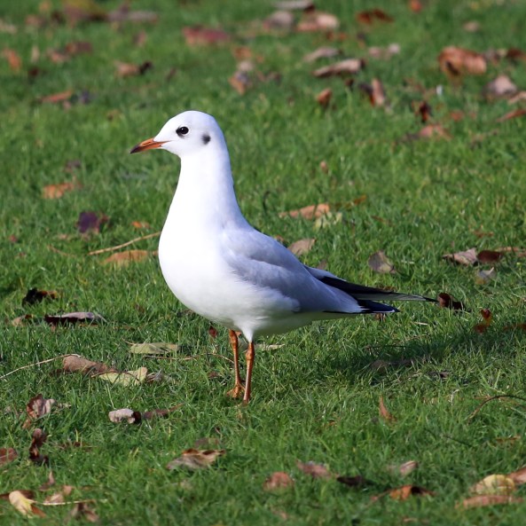 Gull, York, Birds, Nature Photography, Life Spirit, Mark Conway