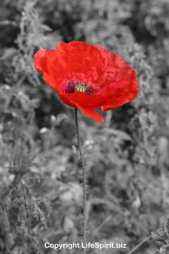 Poppy, Nature, Flower, Remembrance, Mark Conway, Life Spirit 