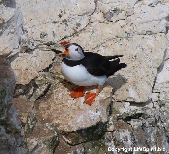 Puffin, Bempton Cliffs, East Yorkshire, Wildlife, Nature Photography Mark Conway, Life Spirit