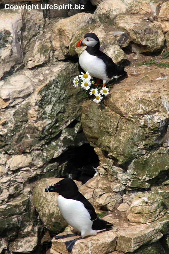 Razorbill, Puffin, Bempton Cliffs, East Yorkshire, Nature, Wildlife Photography, Life Spirit, Mark Conway