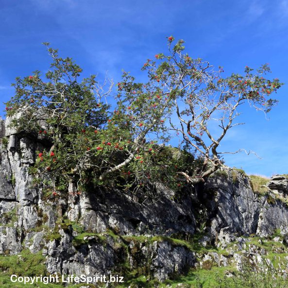 Yorkshire Dales, Nature, Photography, Mark Conway, Life Spirit