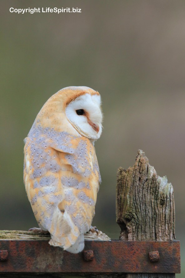 Barn Owl, Surrey, Birds of Prey, Nature, Wildlife Photography, Life Spirit, mark Conway