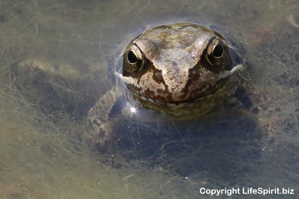 Common Frog, Amphibian, East Yorkshire, Nature, Wildlife, Photography, Life Spirit, Mark Conway