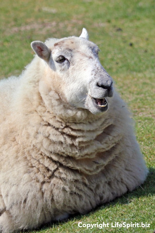 Sheep, Wales, Nature, Wildlife Photography, Life Spirit, Mark Conway
