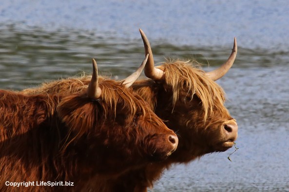 Highland Cattle, East Yorkshire, Life Spirit, Mark Conway, Nature, Wildlife Photography